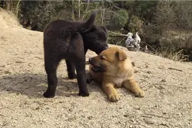 狗贩子上门收狗，小狗20一斤大狗25一斤，小伙卖了一条少挣几十块视频封面