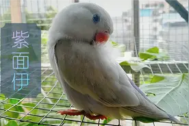 【牡丹鹦鹉】品种介绍之紫面伊莎视频封面