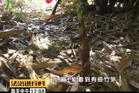 北京俩大妈居然在市政园林里挖了852颗竹笋！双双被拘视频封面