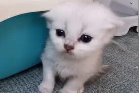 一个你摆愣不了的女人，一群上窜下跳的猫，这样生活你受得了吗？视频封面