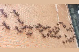 繁华商圈的大烟筒为什么没有拆除视频封面