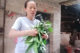 农村媳妇被雨淋了，怕感冒就去找四样草药回来煲水冲凉，有用？