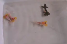 金鱼水泡破掉，能否“破镜重圆”这个视频带大家看看