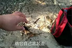 钓鱼被螃蟹夹了，怎么样才能让它松口，要不要打破伤风？