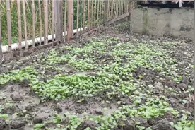 种菜初期管理，盖地膜很关键，做好菜苗长得旺，快来学一招视频封面