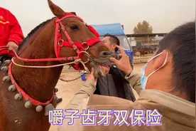 老爷子喜欢骑烈马，戴嚼子齿牙上了双保险，大公马也能驾驭