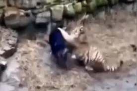 藏獒大战老虎，激斗数十回合，究竟谁才是百兽之王?视频封面