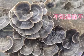 丢在露台的枫木树，日晒雨淋长满了不知名漂亮野菌子，不知能吃吗视频封面