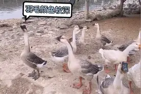 狮头鹅VS马岗鹅，看两者区别，辨别不再困惑