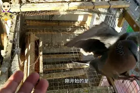 斑鸠也可以跟鸽子一样亲人，训练方法大公开视频封面