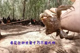 东营农村河沟里螃蟹开始多了，但是有一种螃蟹有毒，千万不要吃！
