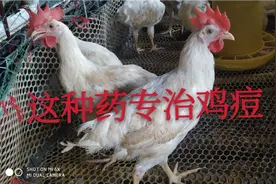 这种药专治鸡痘，清热解毒，夏秋季养鸡必备