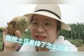 刚挖新鲜土豆也有带芽发绿的，带你看看什么原因，食用有没有问题视频封面