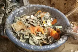 吃剩的果皮不要扔，自制腐殖土，营养土，花开长爆盆，叶子绿油油