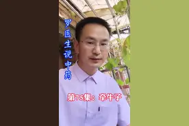 中药牵牛子