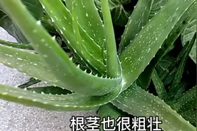 烂掉水果千万别扔，用它制作花肥，种出的花草枝叶茂盛，艳丽夺目