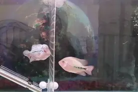 罗汉鱼内外寄和蒙眼病的治疗方法