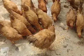 放养鸡不吃玉米你说怪不怪？原来要这样做后鸡才吃了。