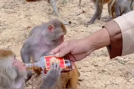 某播客为了吸引眼球竟然在猴群保护区 公然给猴子喂 喝劲酒视频封面