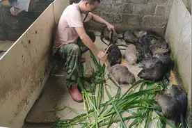 广西平南农村大哥养殖这种大老鼠，每天都和它们玩的好开心！