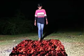 印度小伙表演赤脚走火炭，你能猜到其中的原理吗？一起来了解下！