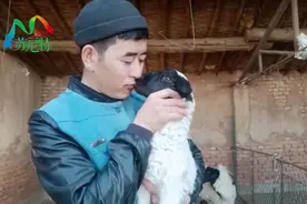 母羊羔子丢了怎么办？给配别的羔子又不接受，用什么方法征服它呢