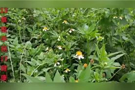 白花鬼针草药用功效：清热解毒，利湿退黄。