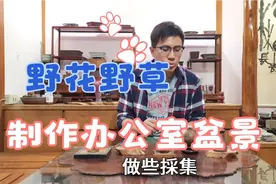 山野草制作办公室盆景