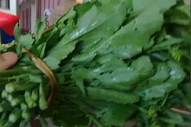 一把青菜苔，做一道美味的凉拌冲菜，家乡的味道