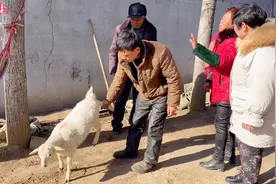 羊价疯涨？农村一只小羊羔多少钱？第一次见卖羊竟然不用秤！视频封面