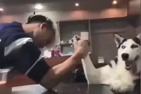 二哈闲来无事与主人掰手腕，接下来这一幕，笑翻了视频封面