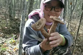 东北上山采蘑菇穿棉袄，往身上喷灭害灵，蘑菇又粗又大一会采一筐