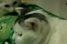 豆包是个受气包