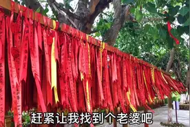 原来这就是菩提树，一半长在中国一半长在缅甸，愿见者平平安安视频封面