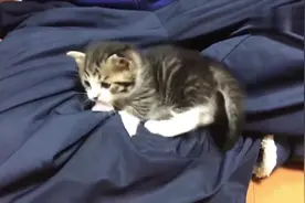 主人在静坐，小奶猫爬到主人腿上，不断的咬主人裤子，真会捣乱