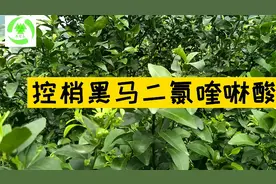 多效唑氟节胺抑芽丹控柑橘夏梢失败，二氯喹啉酸会是救命稻草吗