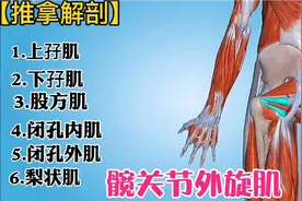 【推拿解剖】髋关节外旋肌（上孖肌、下孖肌、股方肌、闭孔内肌）
