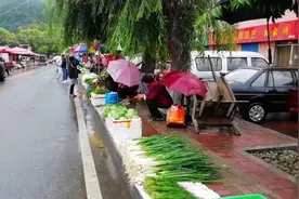 陕西最大的有机蔬菜基地，太白县，这里的蔬菜新鲜又便宜视频封面