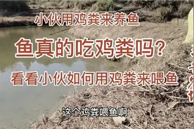 鸡粪是很好的有机肥，也是很好的养鱼饵料，你知道吗？视频封面