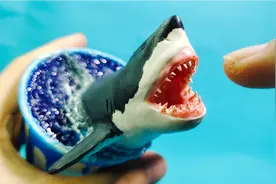 如何用纸杯养鲨鱼？视频封面