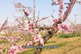 四月，京郊平谷桃花盛开的季节，自驾游的好地方视频封面