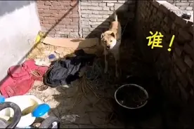 狗狗刚看到许久未见得主人开始没认出来，前后的反应让人哭笑不得视频封面