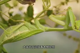 为什么螳螂碰到水，肚子里的寄生虫就会钻出来，不碰水能出来吗？