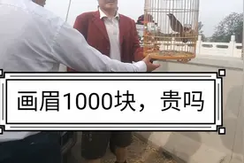 山东菏泽鸟市上，二年的画眉要卖1200，众人说和后能卖到多少钱视频封面