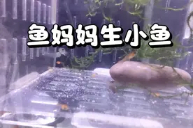 鱼妈妈生小鱼了。生完之后鱼妈妈肚子还是鼓鼓的，是怎么回事呢？视频封面