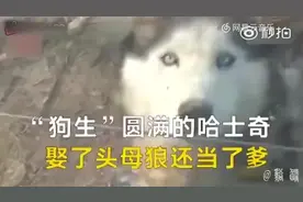 二哈和狼成功生育后代，母狼:我喜欢他的幽默视频封面