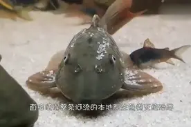 看看国外人是怎么处理泛滥成灾的清道夫 这一招果然妙