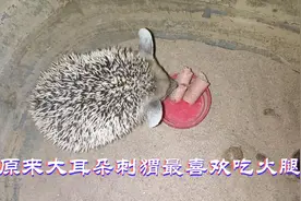 大耳朵刺猬最喜欢的食物竟然是宠物火腿肠