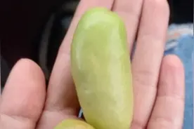 宁夏灵武市有名的万亩枣园，9月底开园宁夏长枣