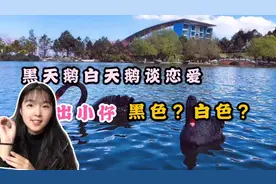 黑天鹅配白天鹅孵出小仔！真实拍摄现场，没想到是这颜色…太可爱